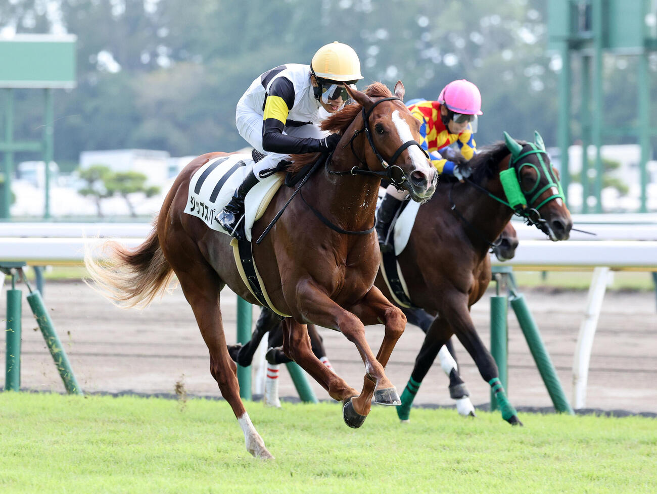 新潟3R 2歳新馬戦を制したジップスパーク（左）と田辺裕信騎手（撮影・鈴木正人）
