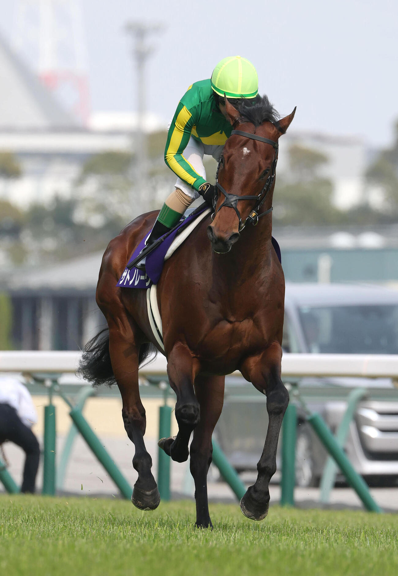 サトノレーヴ（2026年3月29日撮影）