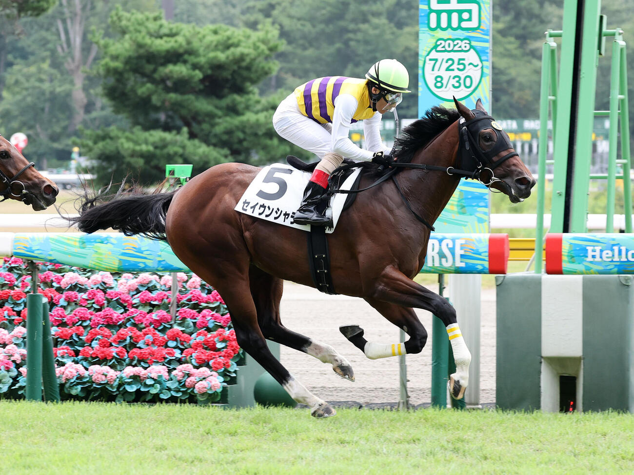新潟3R、2歳新馬戦を制したセイウンシャラと吉田豊騎手（撮影・鈴木正人）