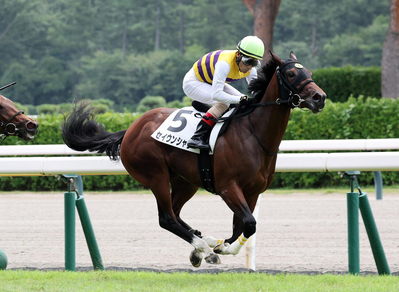 新潟3R、2歳新馬戦を制したセイウンシャラと吉田豊騎手（撮影・鈴木正人）