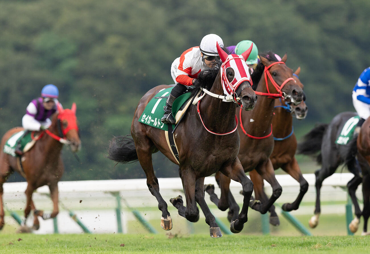 ジュニアグランプリを制したマカヒキ産駒セイカールトン（写真提供・岩手県競馬組合）