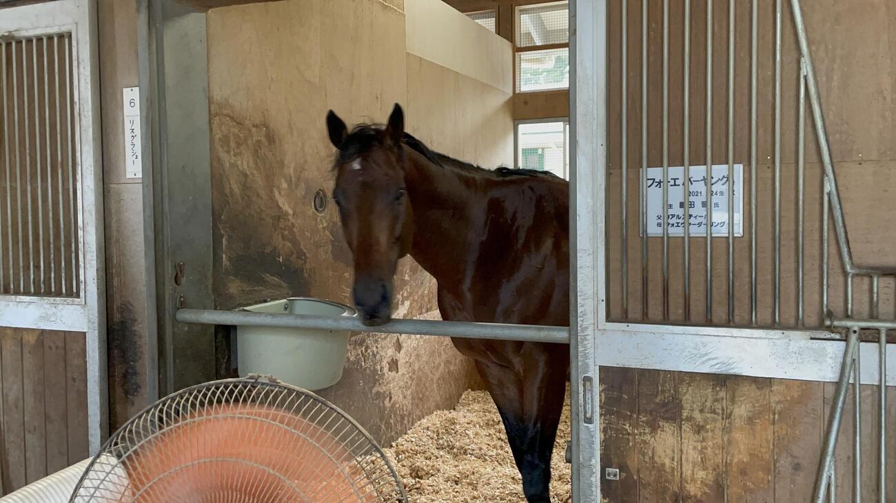 栗東入厩後最初の調整を終え、馬房で休むフォーエバーヤング
