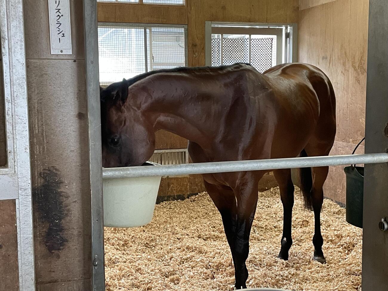 栗東入厩後最初の調整を終え、馬房で飼い葉を食べるフォーエバーヤング