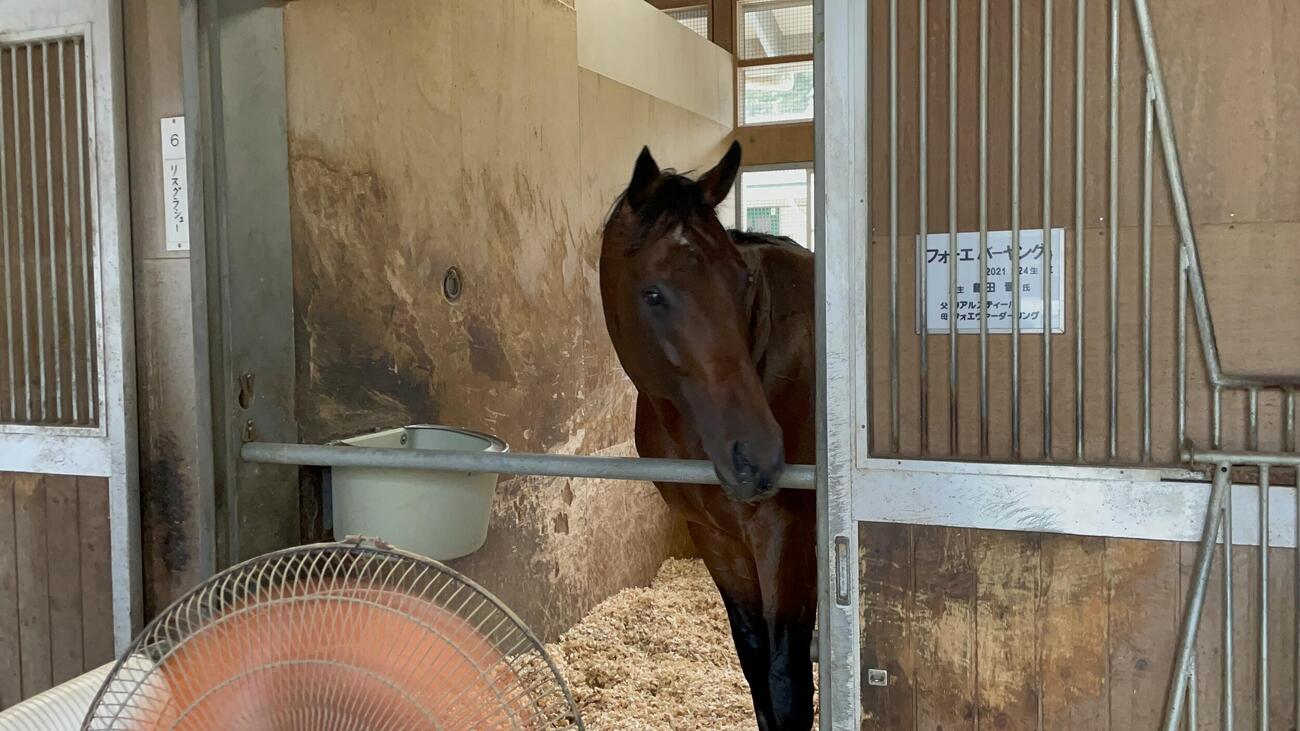 栗東入厩後最初の調整を終え、馬房で休むフォーエバーヤング