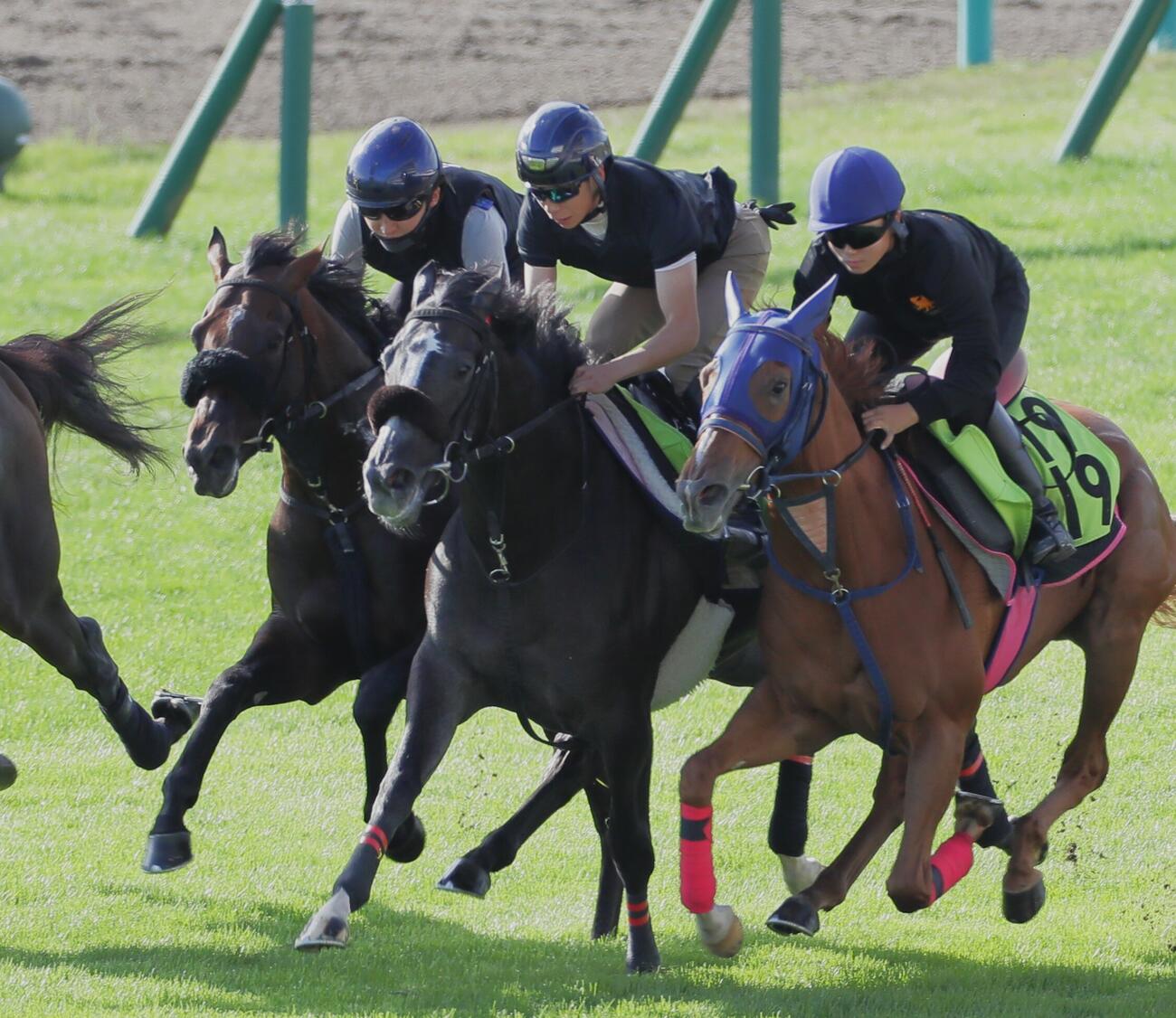 鮫島克駿騎手を背に、芝コースで併せ馬で追い切られるショウナンガレオン（左端）