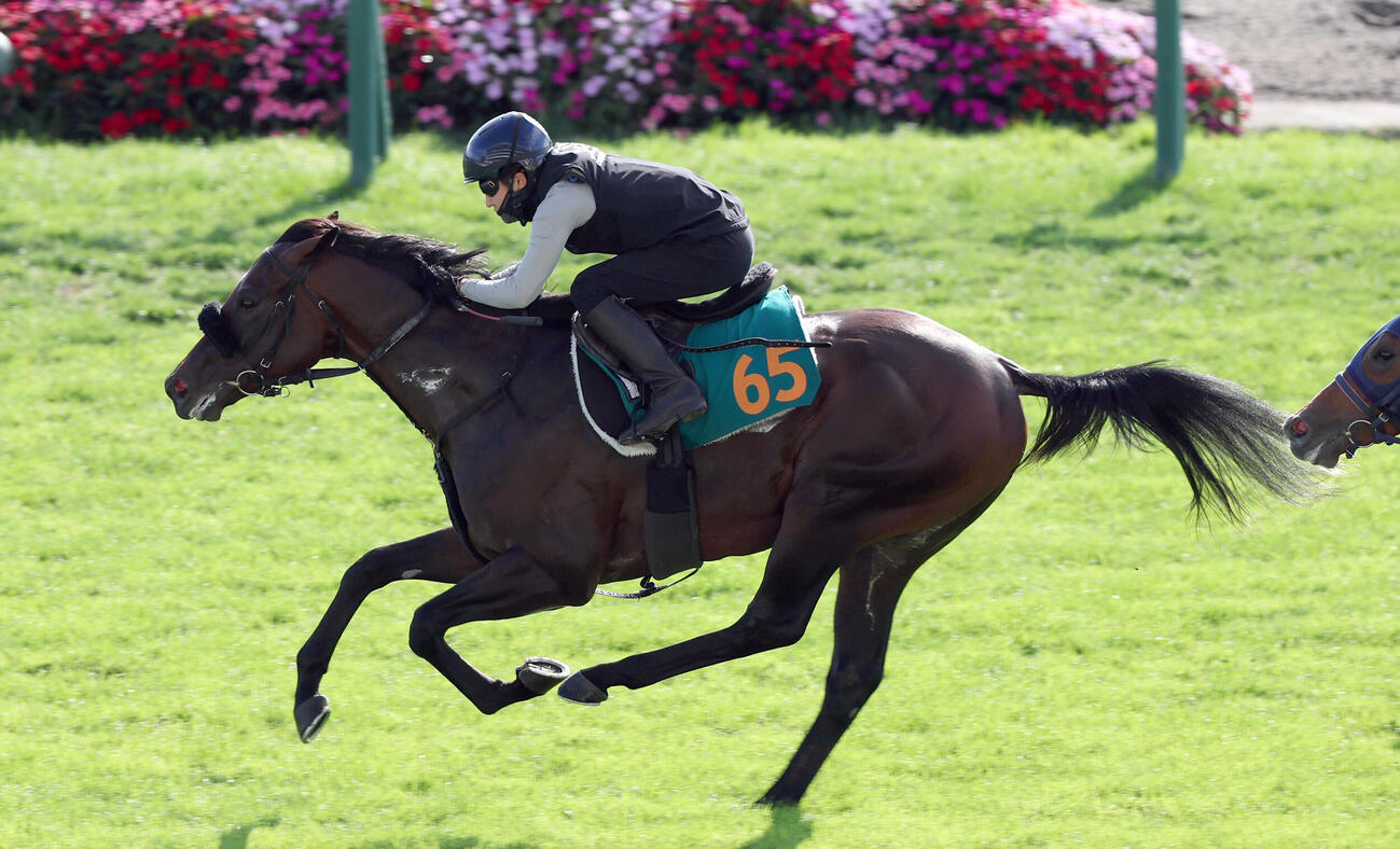 鮫島克駿騎手を背に、芝コースで併せ馬で追い切られるショウナンガレオン