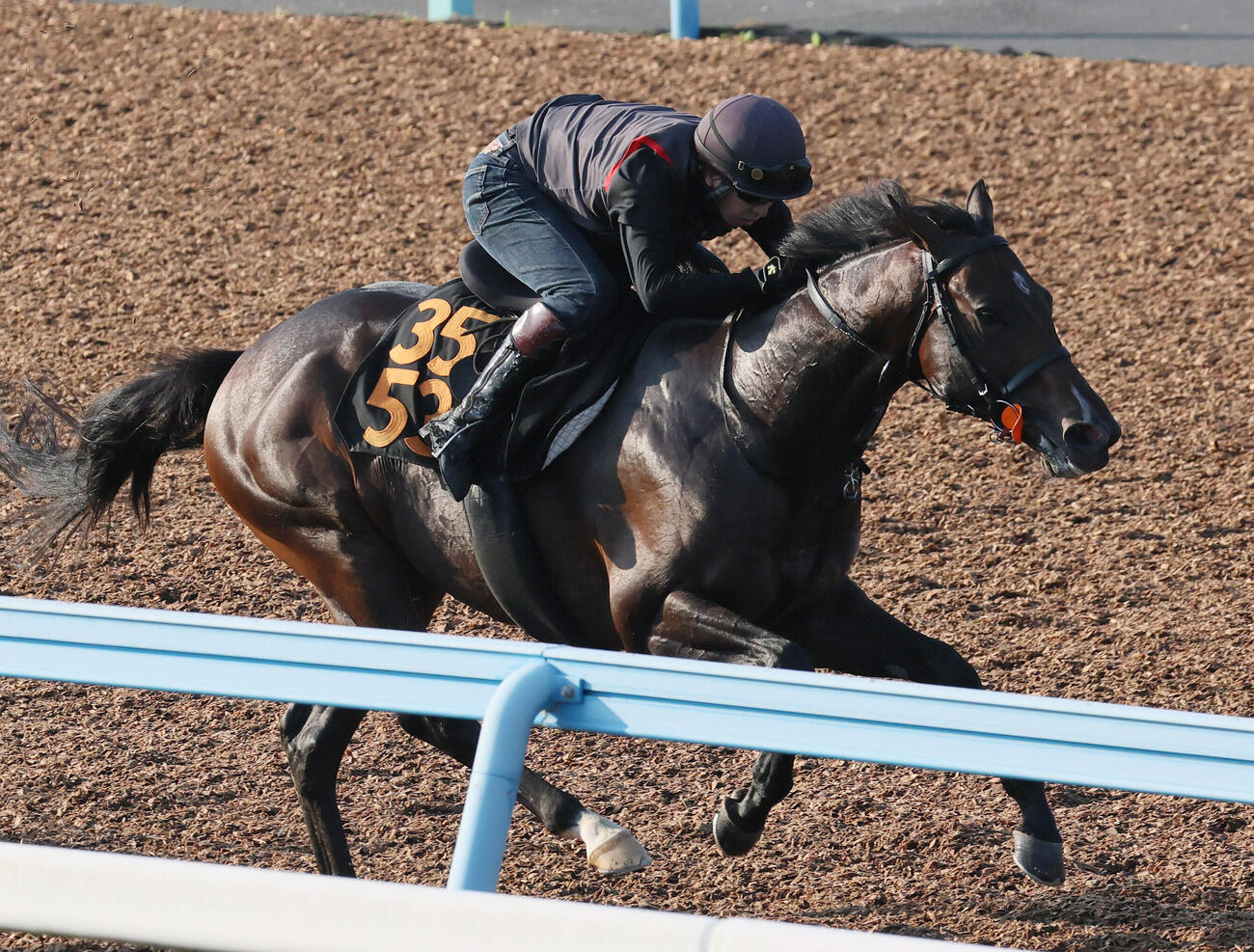 フォルテアンジェロは美浦ウッドで追い切られた（撮影・丹羽敏通）