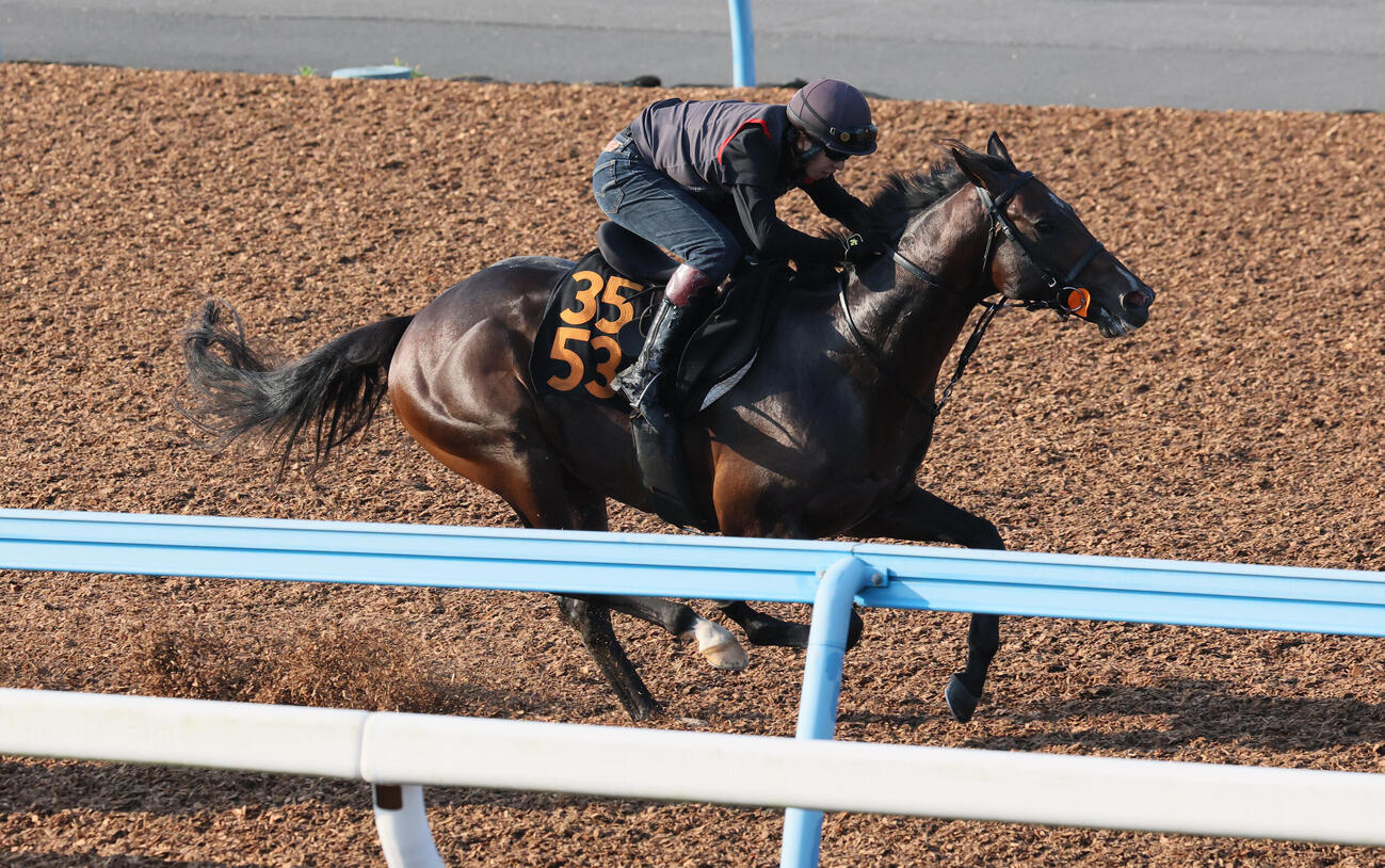フォルテアンジェロは美浦ウッドで追い切られた（撮影・丹羽敏通）