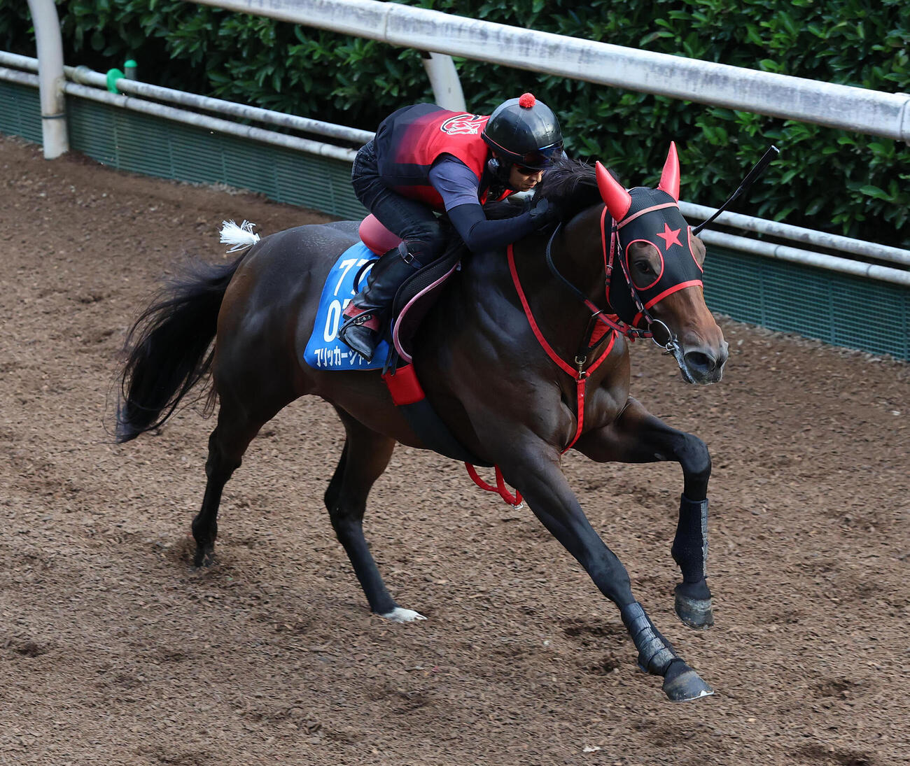 坂路を単走で追い切るフリッカージャブ（撮影・白石智彦）
