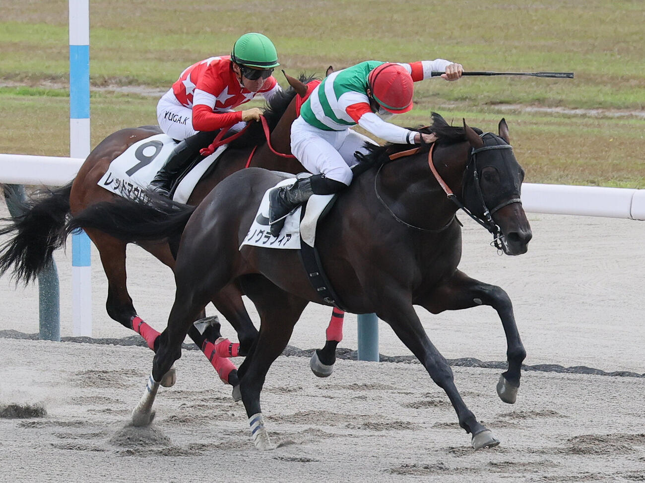 新潟2R、直線伸びて2歳新馬戦を制したウラノグラフィアと岩田望来騎手（手前）（撮影・丹羽敏通）