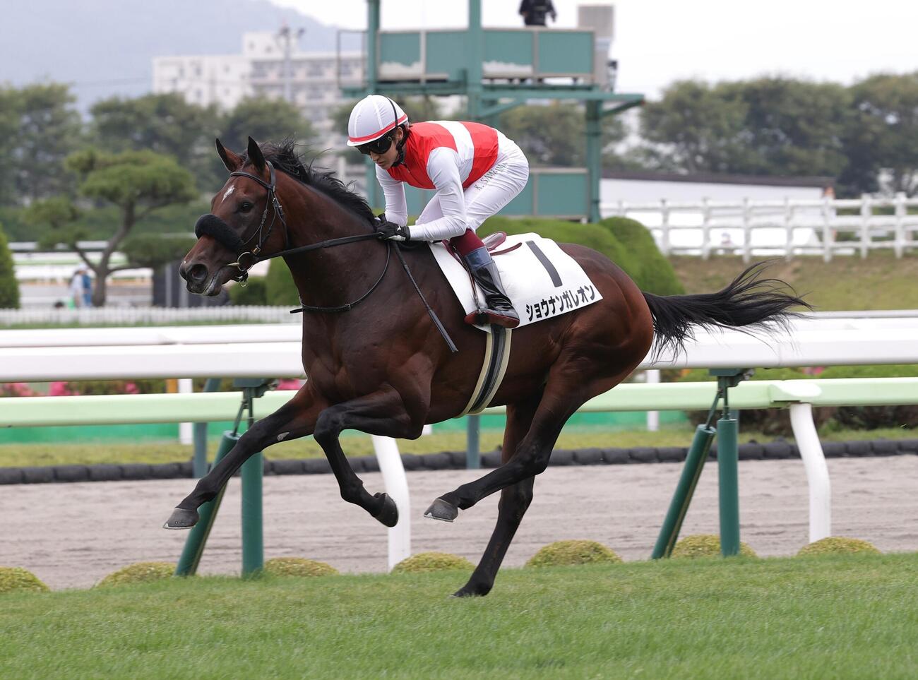 7月5日函館5R、新馬戦を制したショウナンガレオン