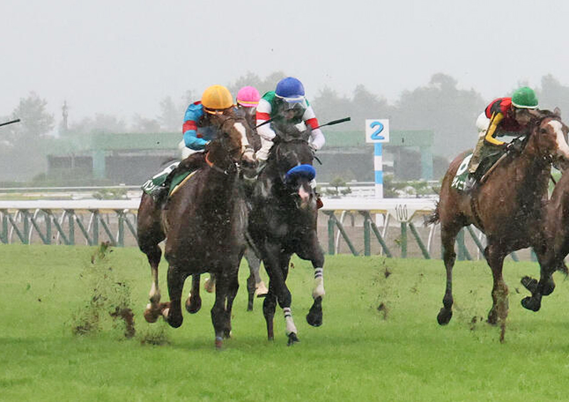 新潟記念5着に敗れたアーバンシック（左）と6着のドゥレッツァ（撮影・丹羽敏通）