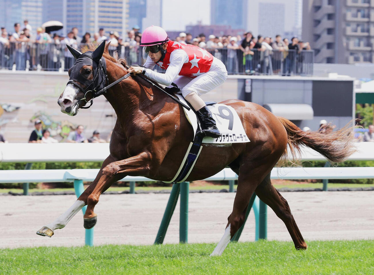 7月26日札幌5Rの新馬戦を制したノヴァヴェローチェ