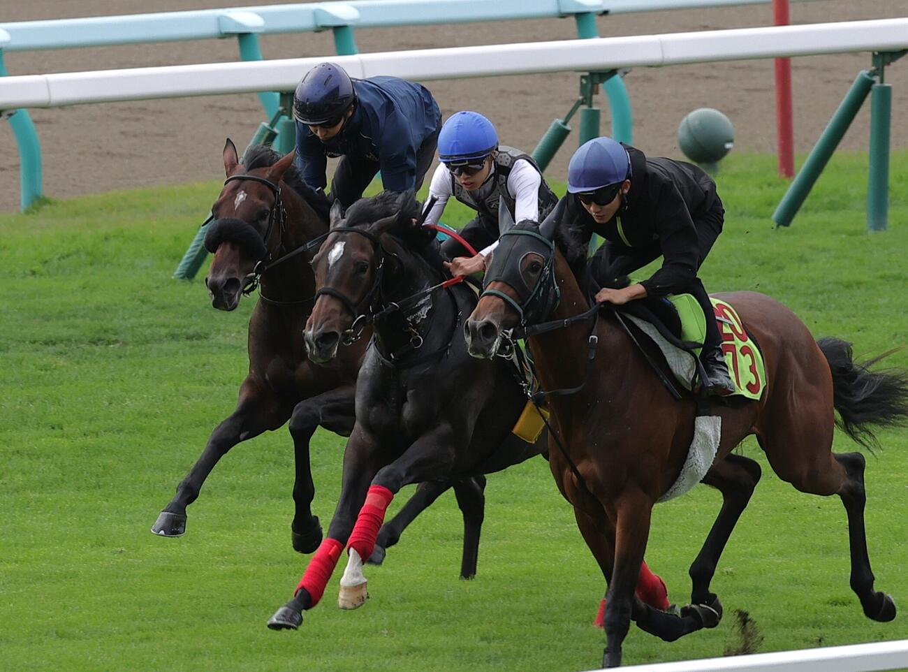 鮫島克駿騎手を背に、芝コースで併せ馬で追い切られるショウナンガレオン（左端）