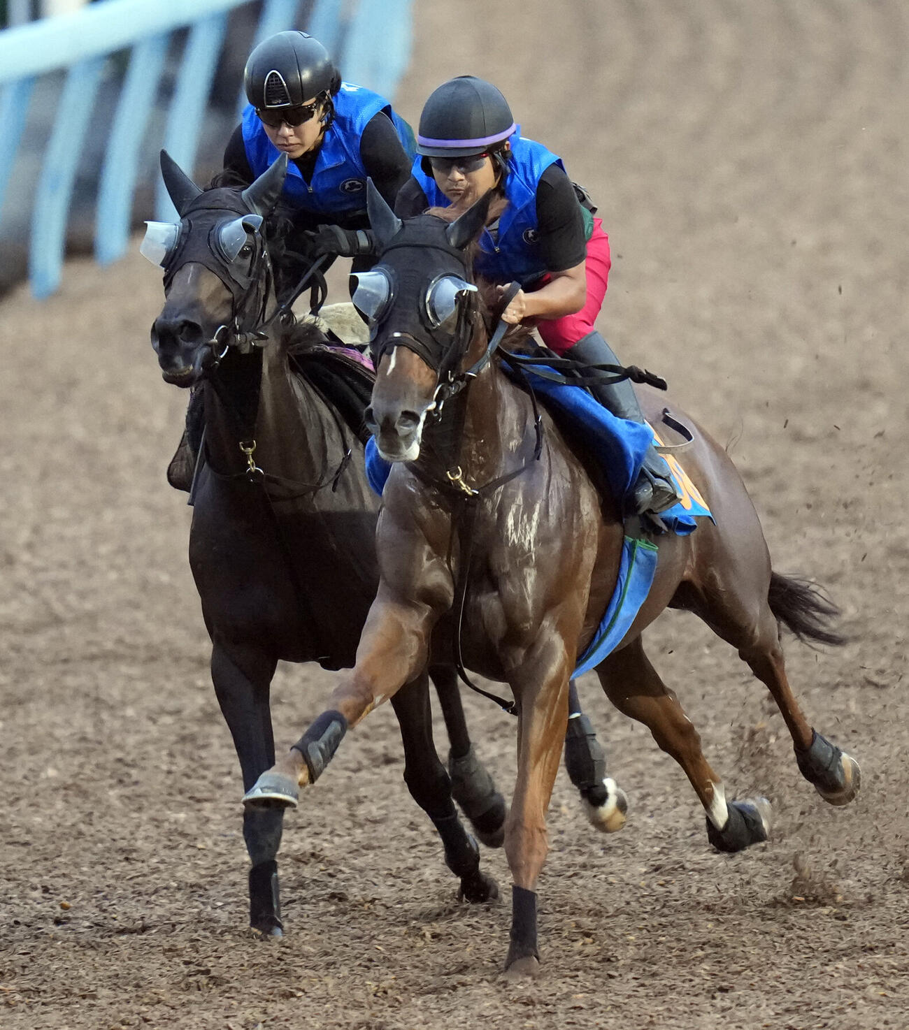 アストリル（左）は美浦ウッドを併せ馬で追い切られた（撮影・小島史椰）