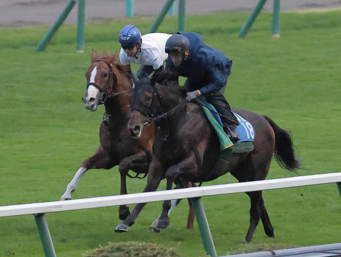 2日、北村友一騎手を背に、芝コースで併せ馬で追い切られるノヴァヴェローチェ（左）