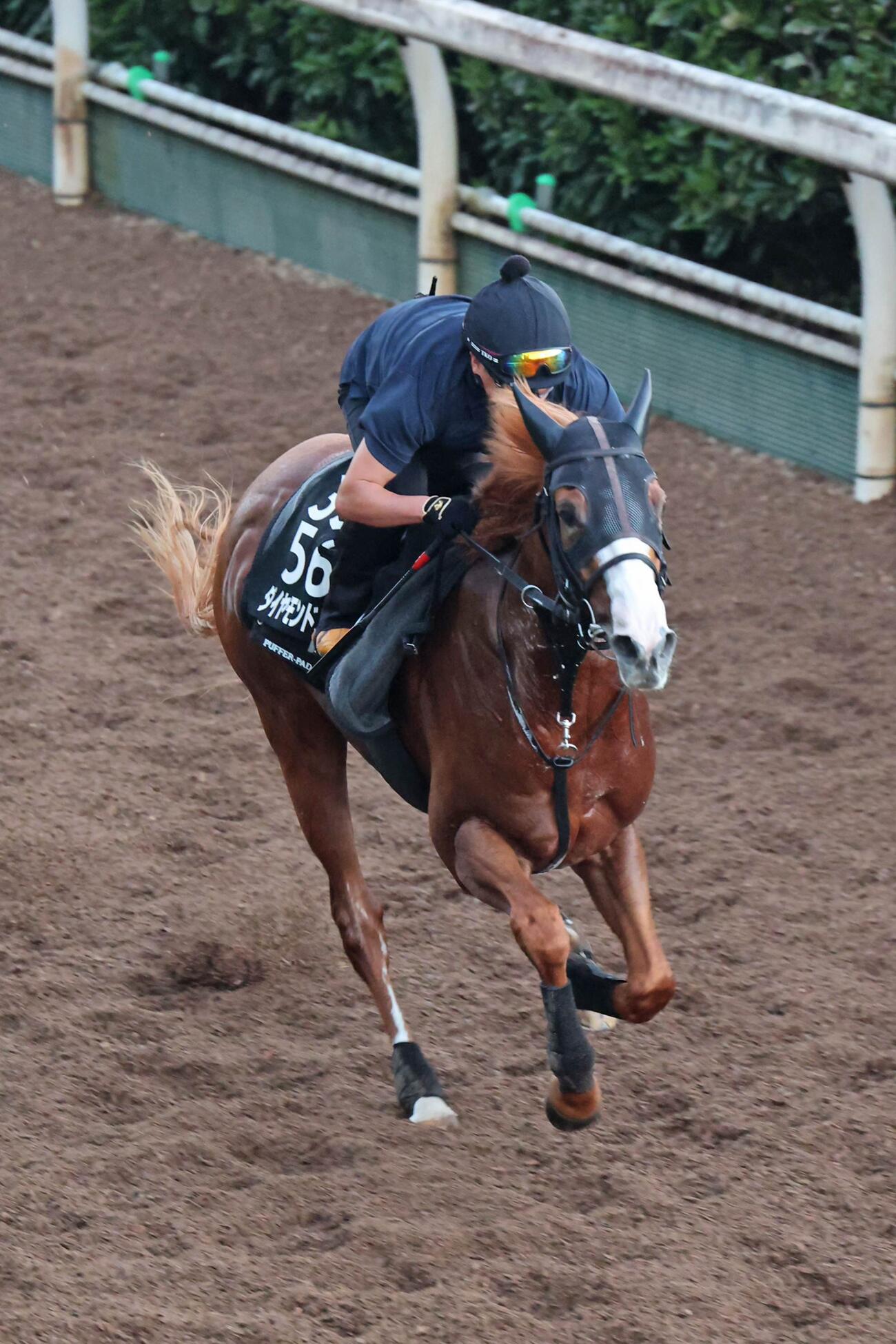 2日、馬場の中央を、真っ直ぐに駆け上がるダイヤモンドノット