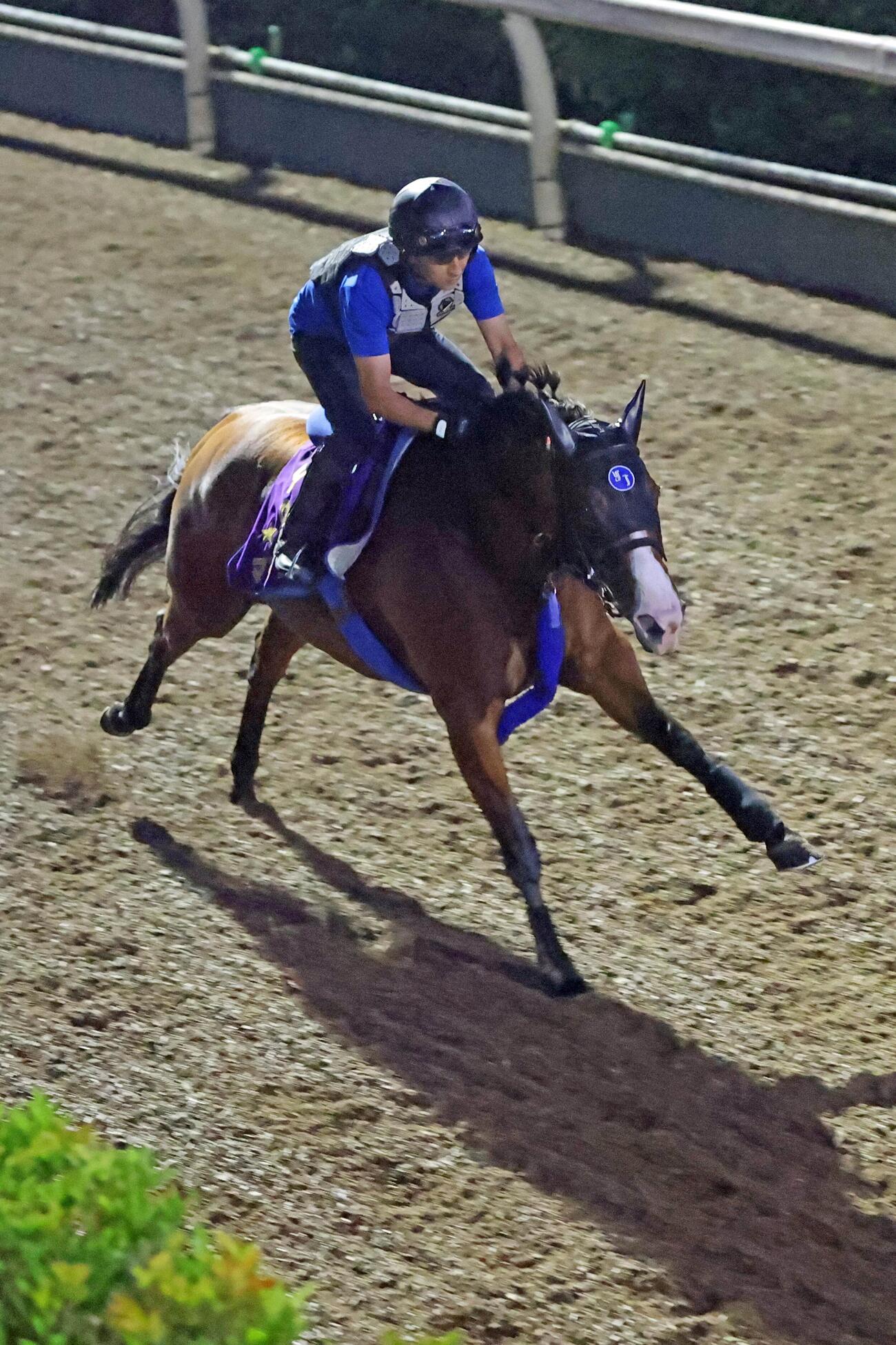 2日、坂路で馬ナリで駆け上がるママコチャ