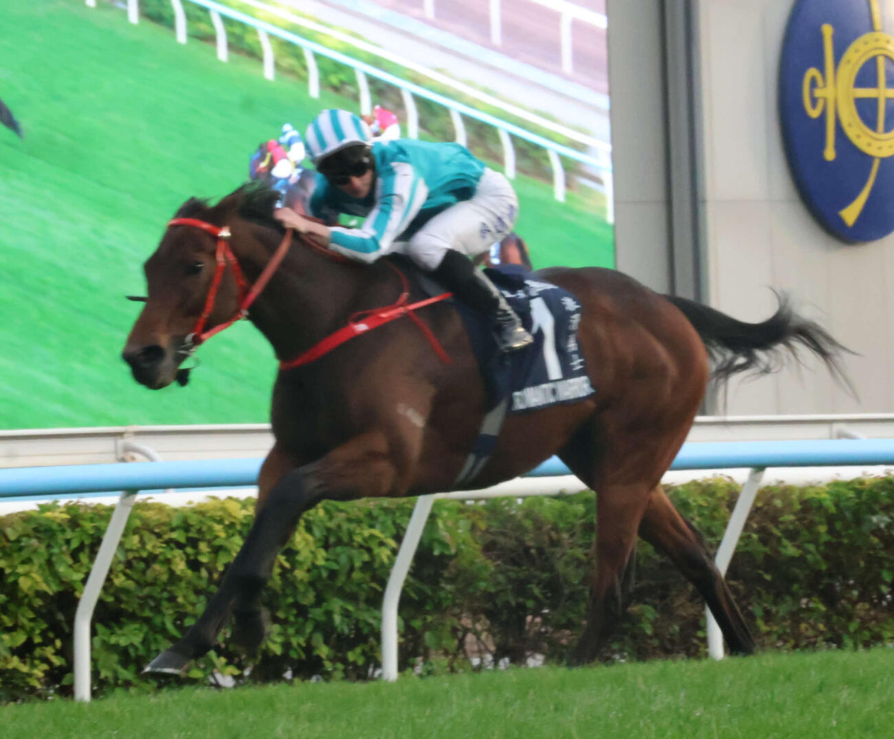 香港カップを制したロマンチックウォリアー（2025年12月撮影）