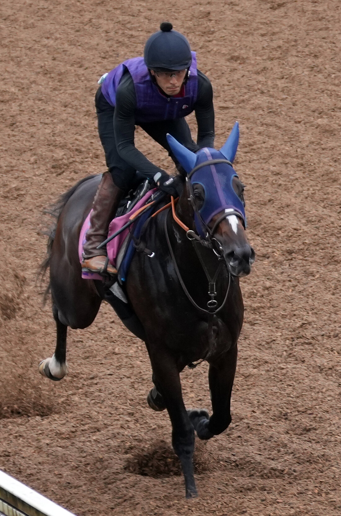 ドリームコアは美浦坂路を単走で追い切られた（撮影・小島史椰）