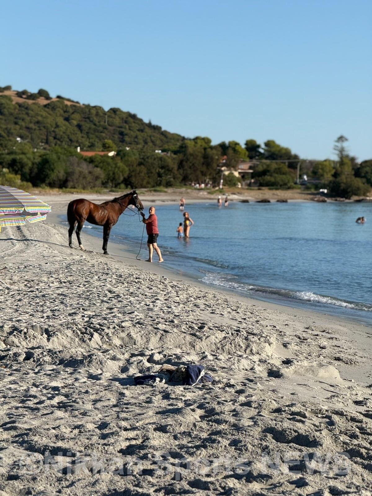 イタリアのサルディーニャ島で暮らすステキシンスケクン（写真はオーナー提供）