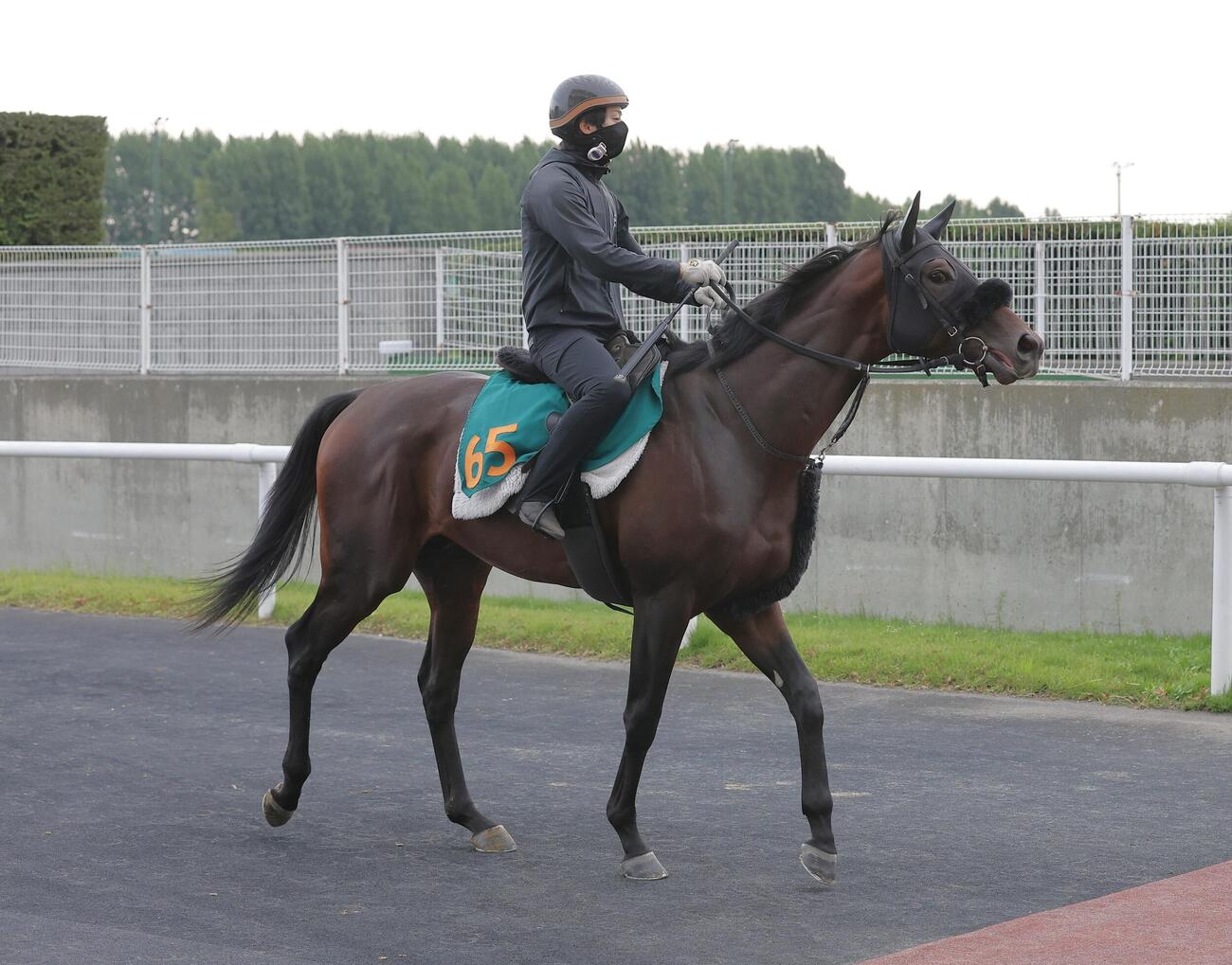 札幌競馬場で調整するショウナンガレオン（2026年9月1日撮影）