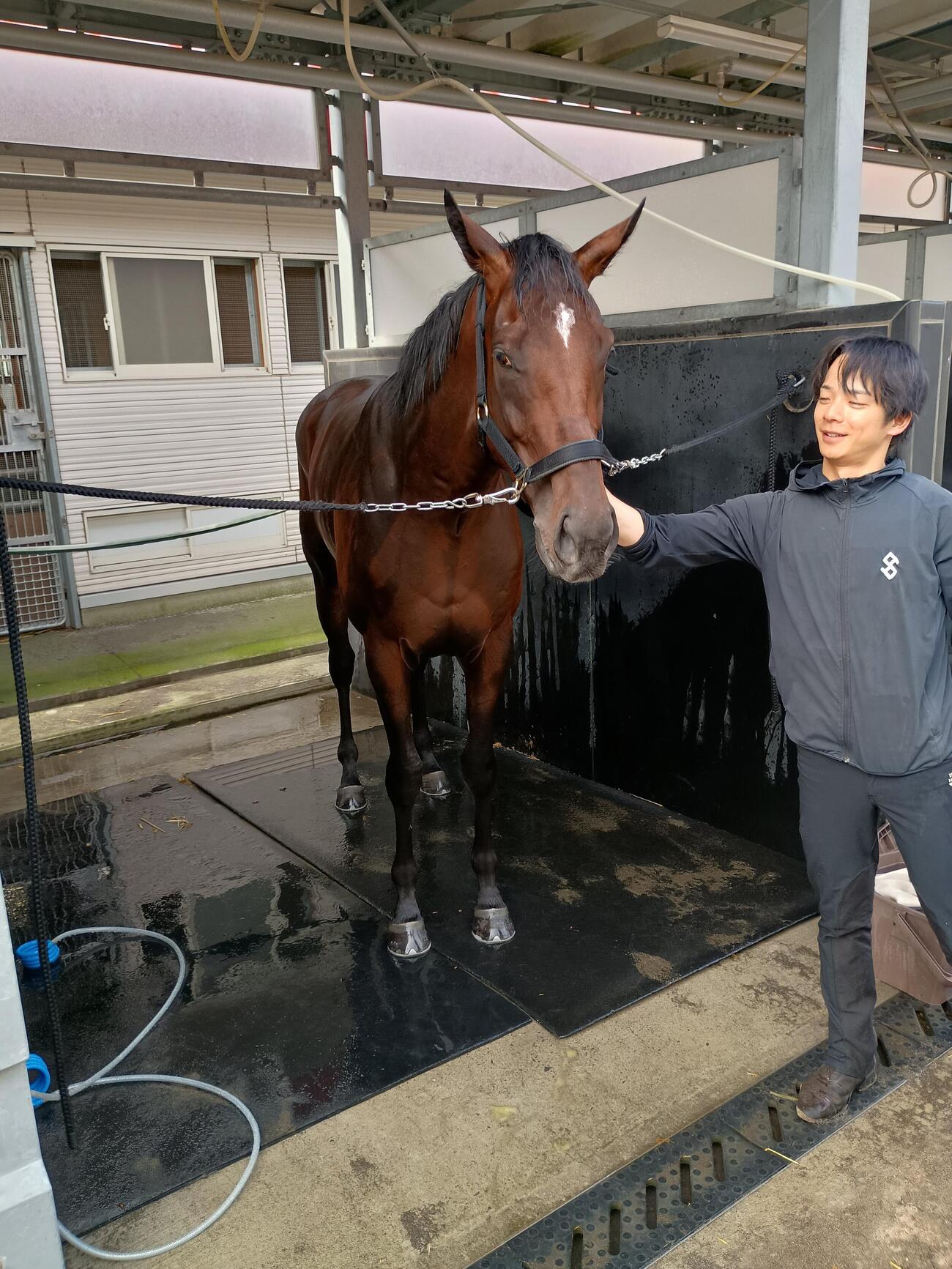 9月1日の調教を終え、洗い場でくつろぐショウナンガレオン。右は担当の関本助手。