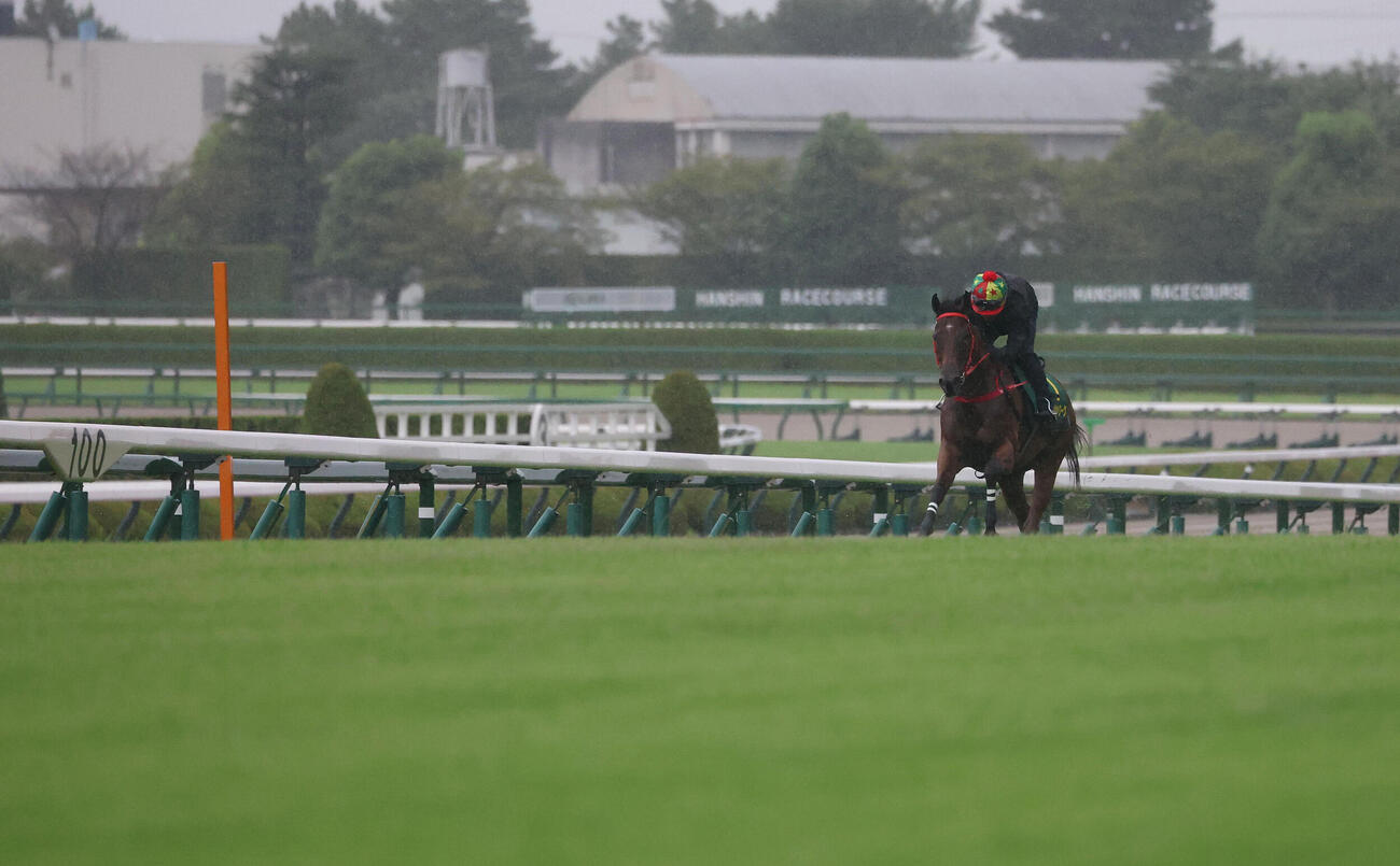 阪神競馬場の芝コースで追い切るファストネットワーク（撮影・白石智彦）