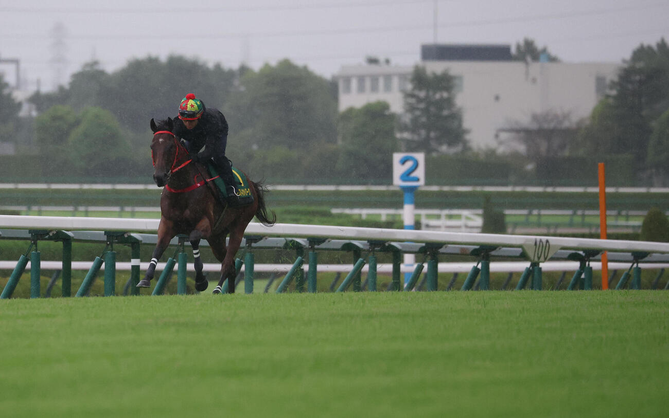 阪神競馬場の芝コースで追い切るファストネットワーク（撮影・白石智彦）