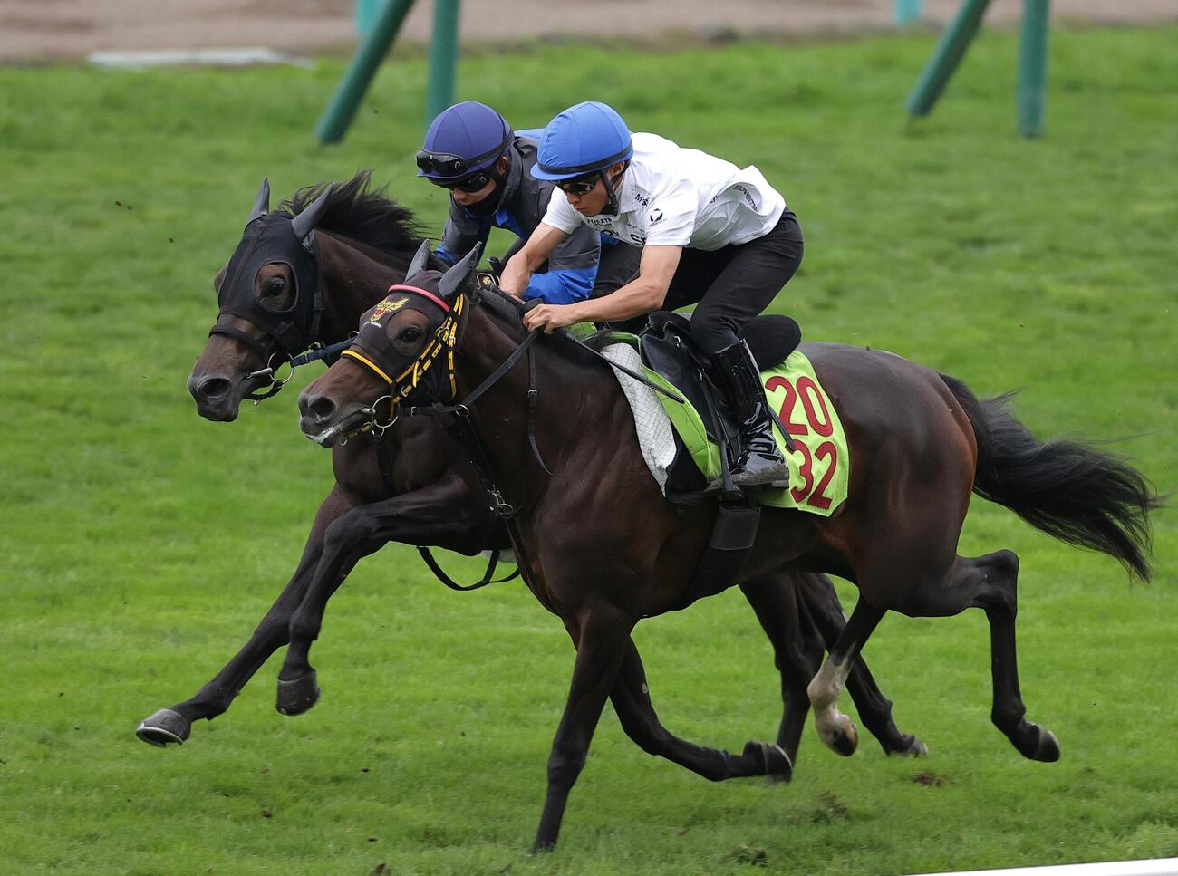 2日、佐々木大輔騎手を背に芝コースで併せ馬で追い切られるコスモハナミズキ（左）