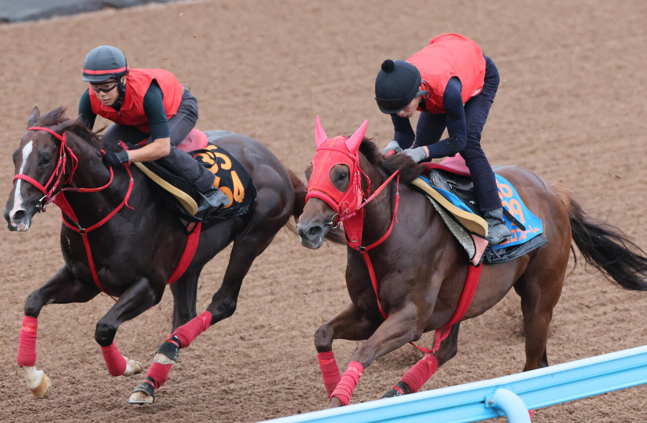 2日、美浦ウッドで併せ馬を行うエコロブルーム（右）