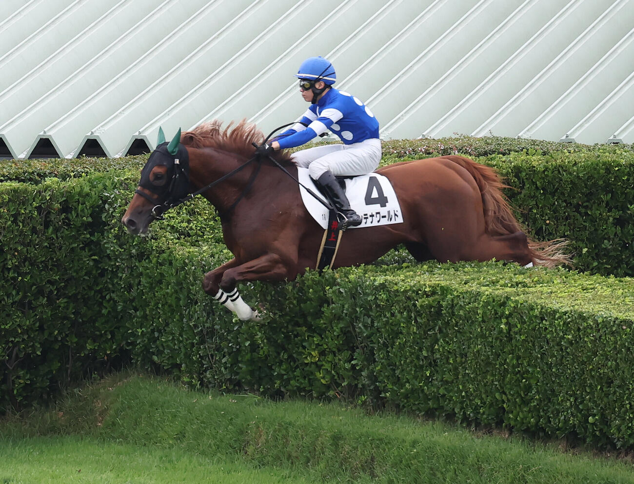 中山1R、障害3歳上オープン戦を制したコンテナワールドと井上敏樹騎手（撮影・丹羽敏通）