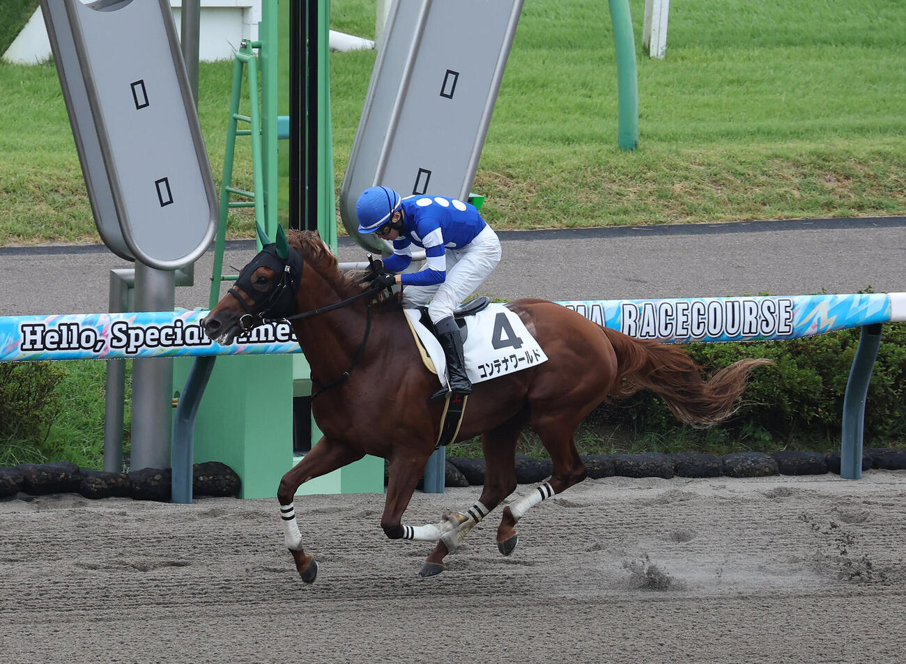 中山1R、障害3歳上オープン戦を制したコンテナワールドと井上敏樹騎手（撮影・丹羽敏通）