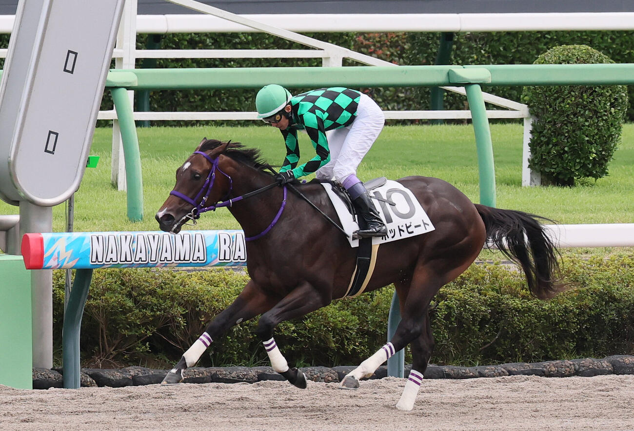 中山6R、2歳新馬戦を圧勝したポッドビートと武豊騎手（撮影・丹羽敏通）