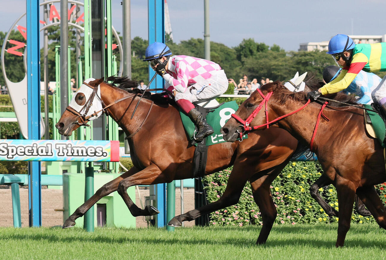 中山11R、京成杯AHを制したピコローズと三浦皇成騎手（奥）。手前は2着のエコロブルーム（撮影・丹羽敏通）