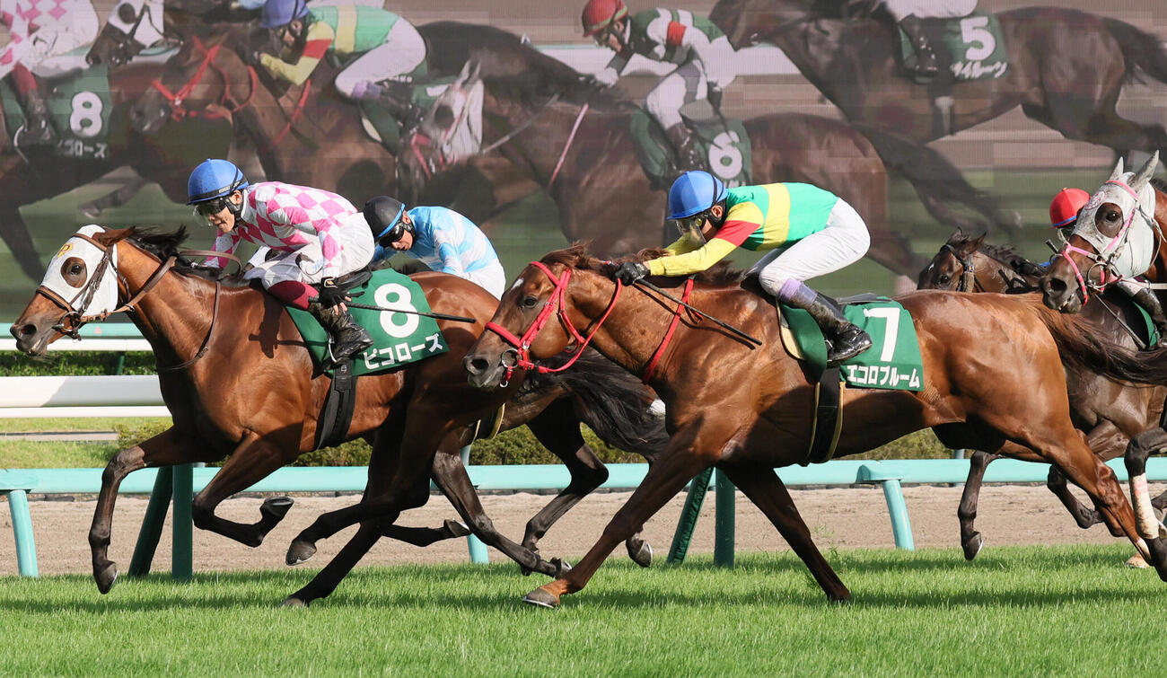京成杯AH2着に敗れたエコロブルーム（右）。左は勝ったピコローズ（撮影・丹羽敏通）