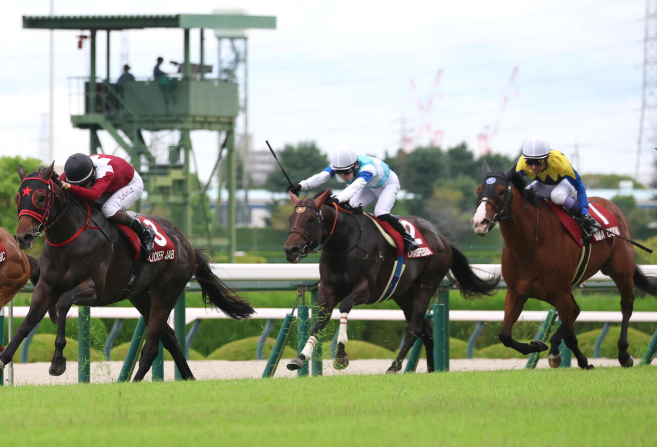 セントウルS3着に入ったママコチャ（右）。左は勝ったフリッカージャブ（撮影・白石智彦）