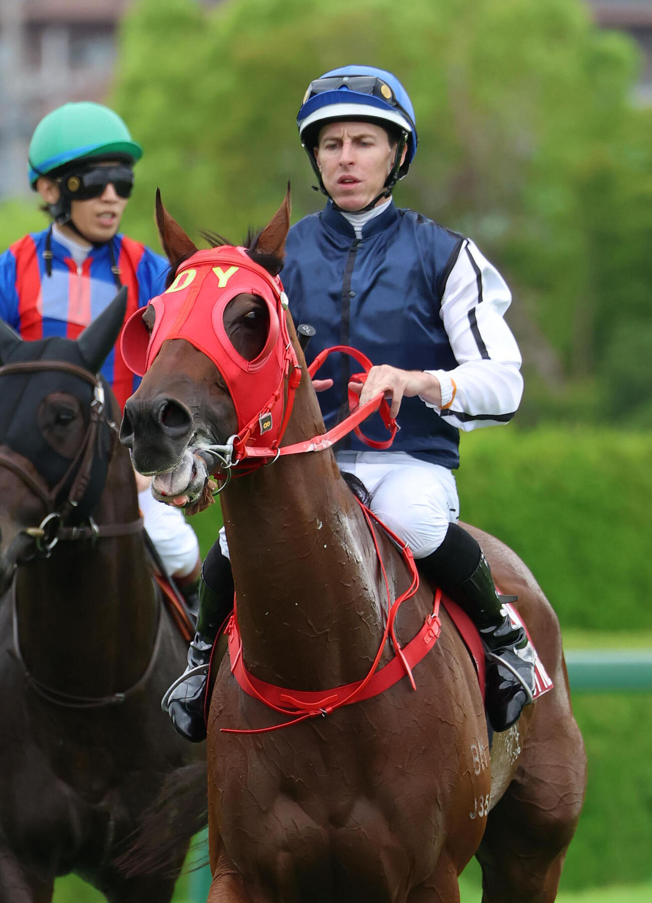 阪神11RセントウルS、15着に終わった香港からの遠征馬ファストネットワーク（撮影・白石智彦）