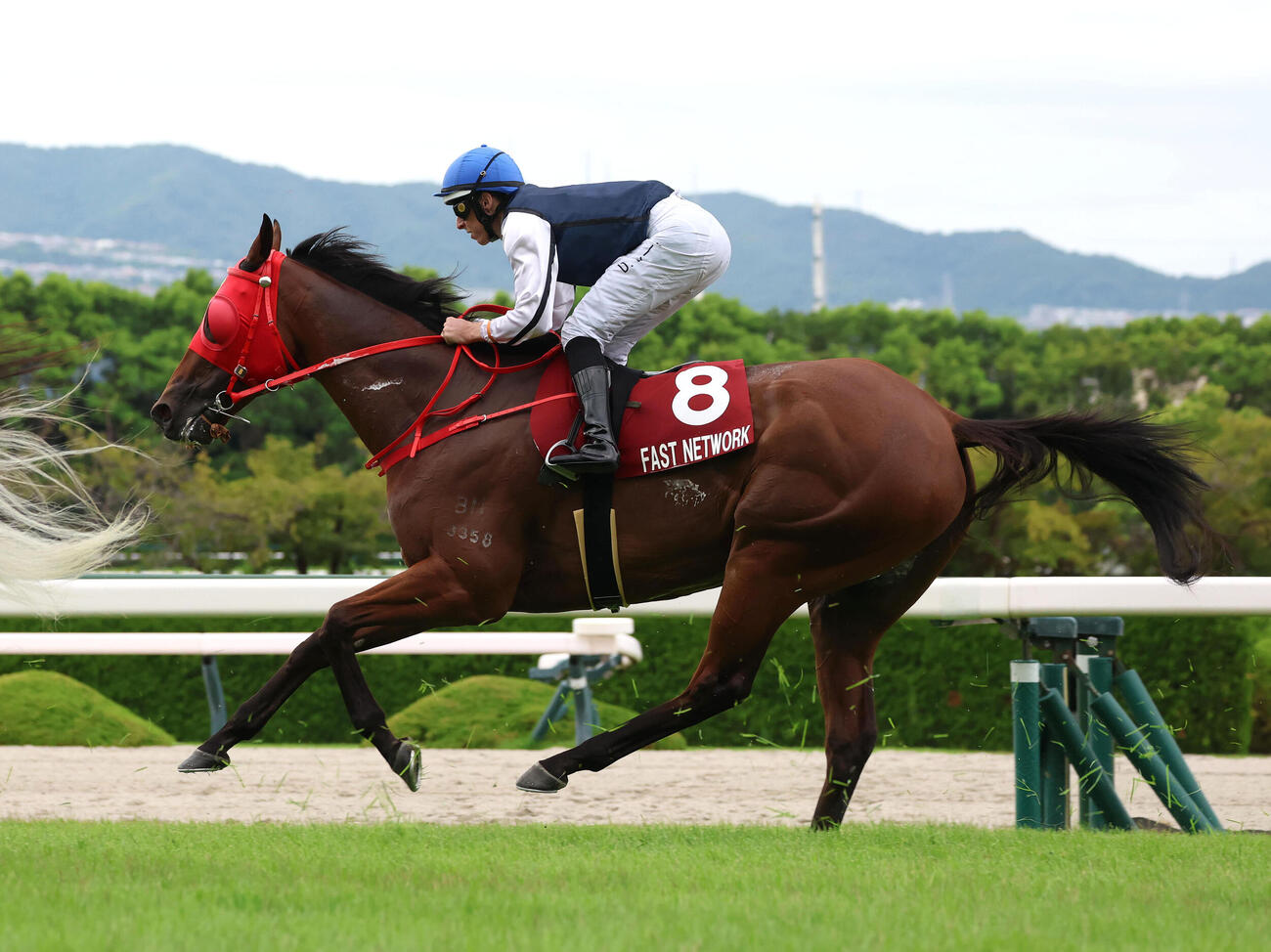阪神11RセントウルS、15着に終わった香港からの遠征馬ファストネットワーク（撮影・白石智彦）