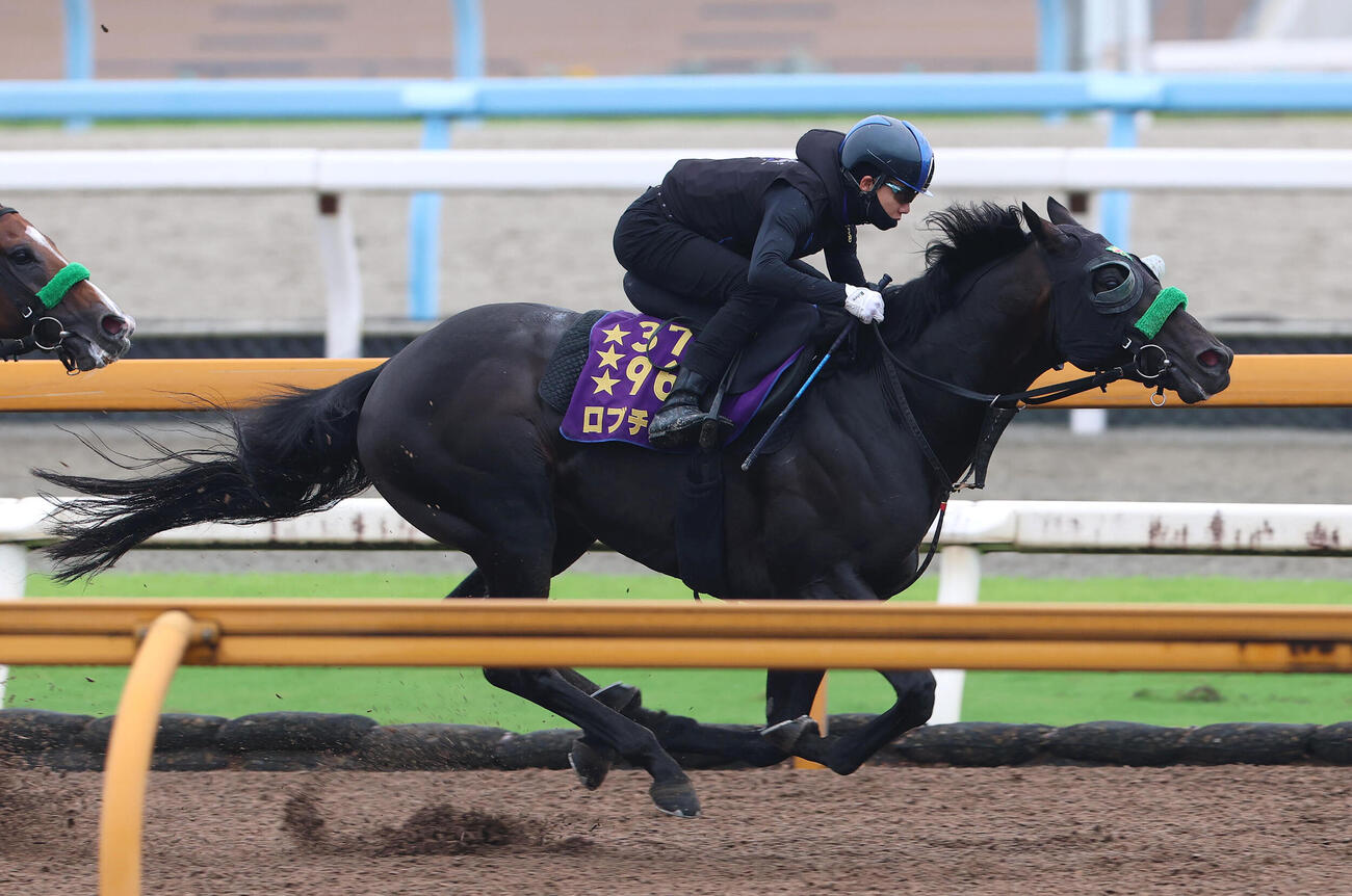 松山弘平騎手を背にCウッドを3頭併せで追い切るロブチェン（撮影・白石智彦）