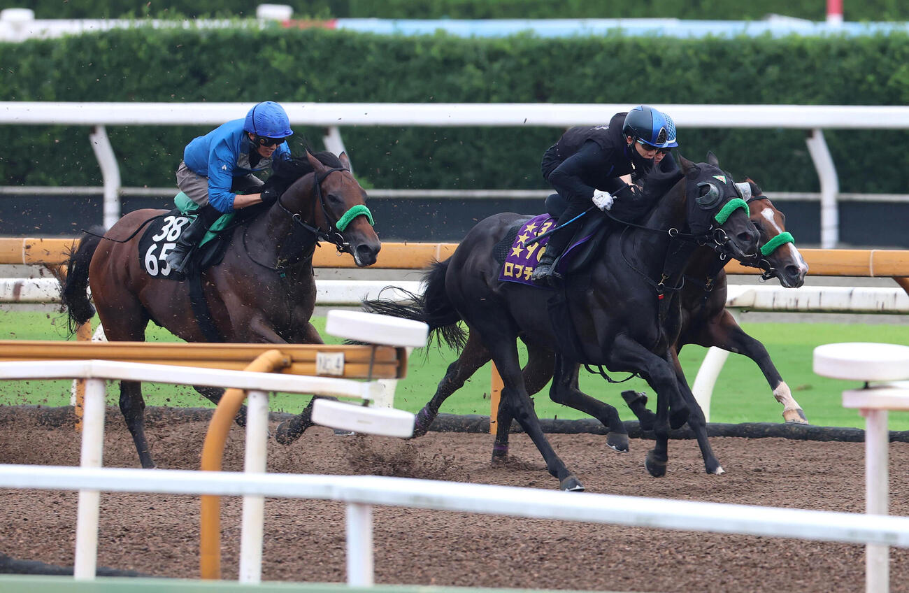松山弘平騎手を背にCウッドを3頭併せで追い切るロブチェン（中央）（撮影・白石智彦）