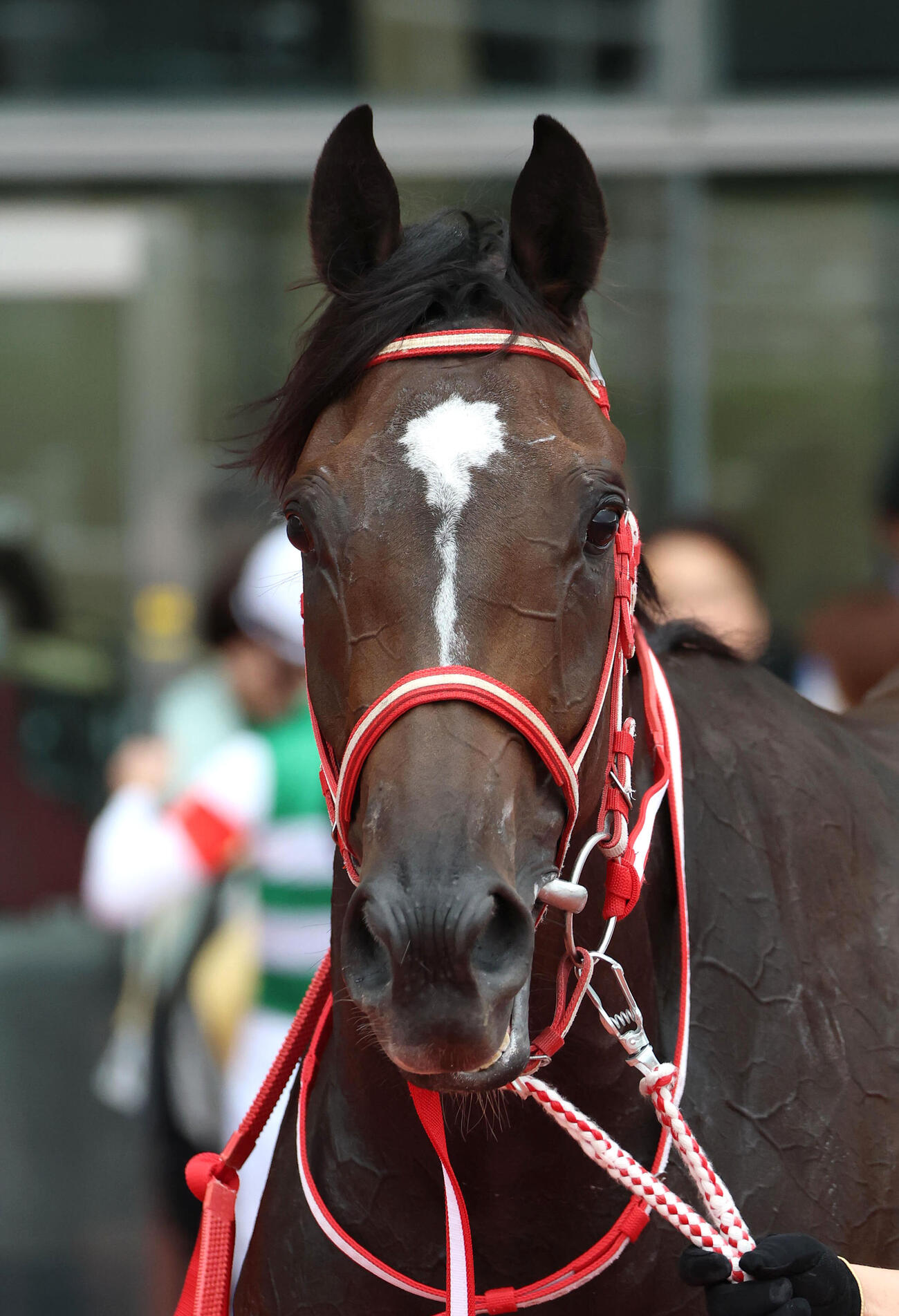 新馬戦を制したリスグロワール（2026年9月6日撮影）