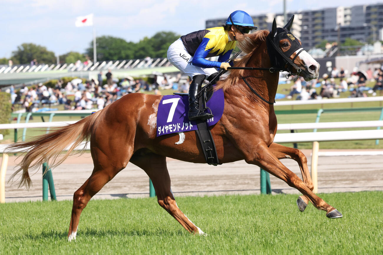 ダイヤモンドノット（2026年5月撮影）
