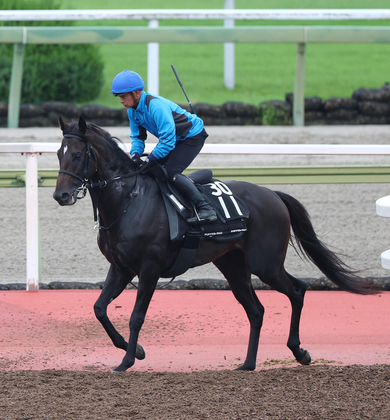 岩田康誠騎手を背に馬場入りするアスクエジンバラ（撮影・白石智彦）