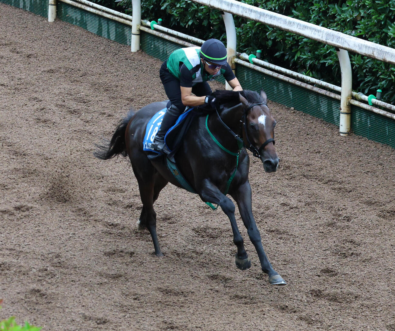 坂路を単走で追い切るタガノデュード