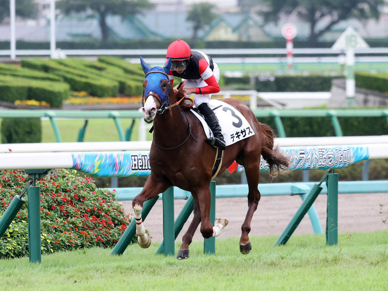 中山2R、2歳未勝利を制したテキサスと岩田望来騎手（撮影・鈴木正人）