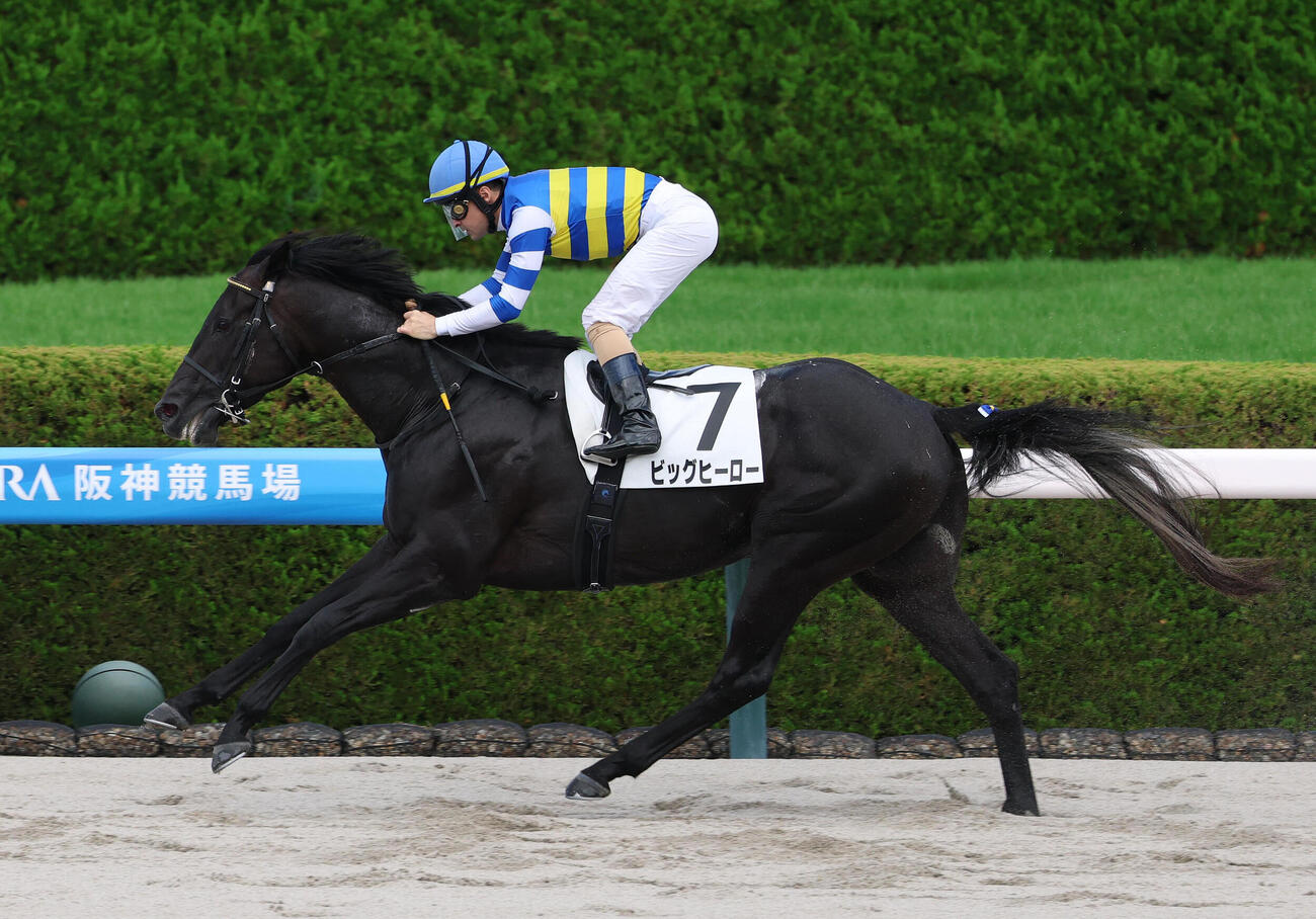 阪神6R、3歳未勝利を勝ち上ったビッグヒーロー（撮影・白石智彦）