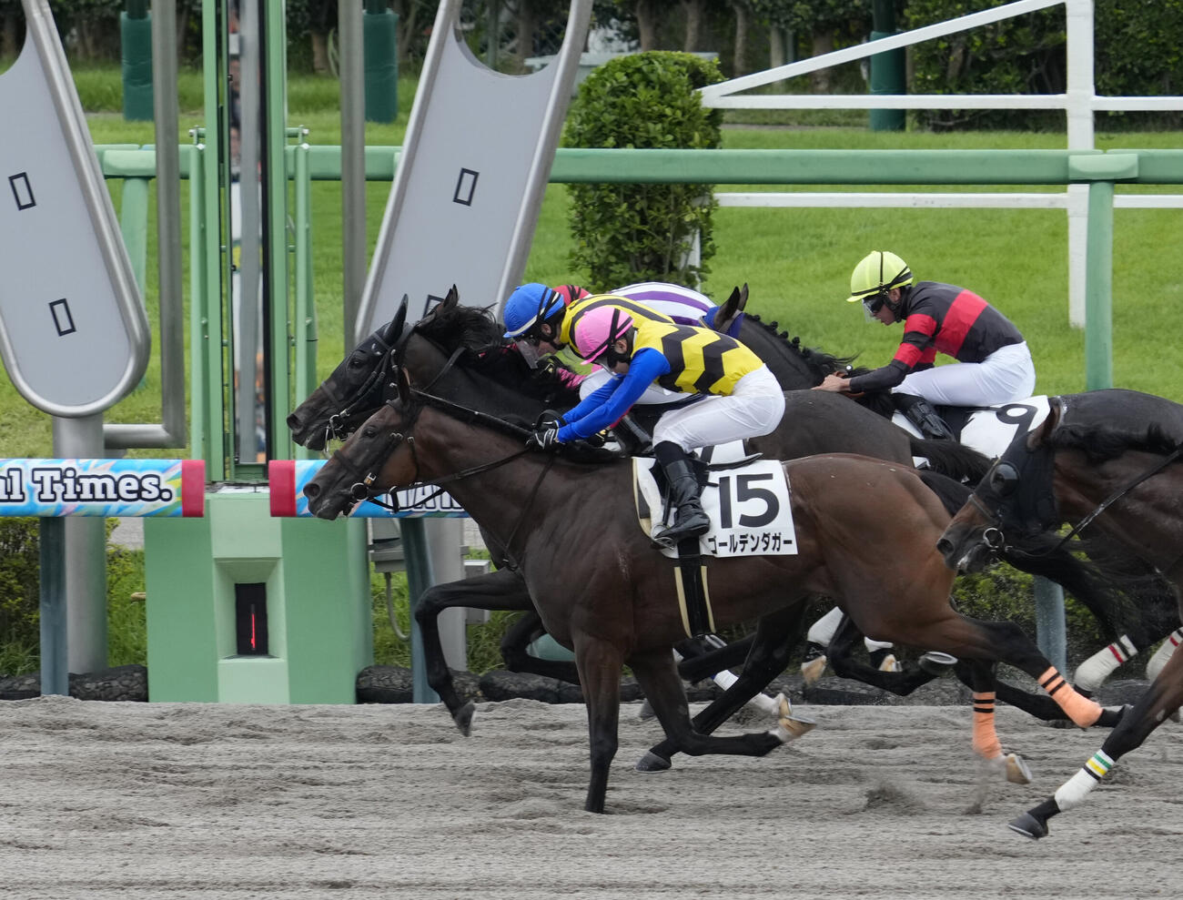 中山6R、3歳未勝利を制したオートカリテ（奥）とミカエル・ミシェル騎手（撮影・小島史椰）
