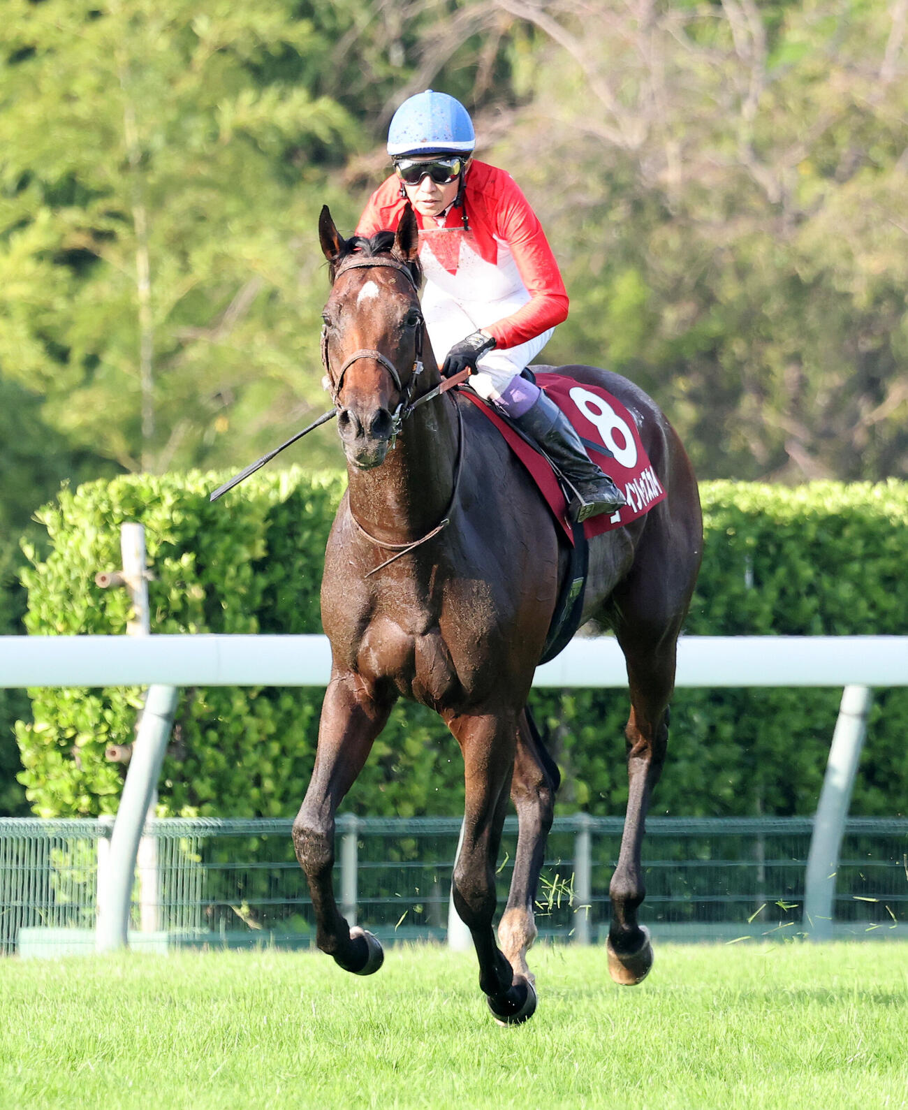 セントライト記念6着に敗れたゴーイントゥスカイと武豊騎手（撮影・鈴木正人）