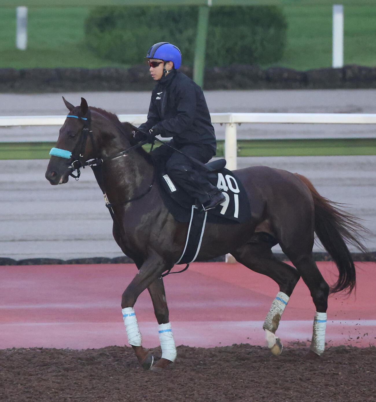 9日、池添謙一騎手を背に馬場入りするショウナンハヤナミ